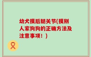 幼犬摸后腿关节(摸别人家狗狗的正确方法及注意事项！)