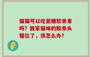 猫猫可以吃氨糖软骨素吗？我家猫咪的股骨头错位了，该怎么办？