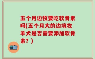 五个月边牧要吃软骨素吗(五个月大的边境牧羊犬是否需要添加软骨素？)