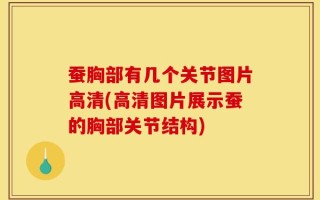 蚕胸部有几个关节图片高清(高清图片展示蚕的胸部关节结构)