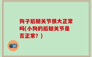 狗子后腿关节很大正常吗(小狗的后腿关节是否正常？)