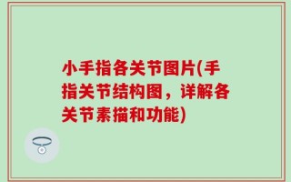 小手指各关节图片(手指关节结构图，详解各关节素描和功能)