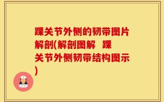 踝关节外侧的韧带图片解剖(解剖图解  踝关节外侧韧带结构图示)