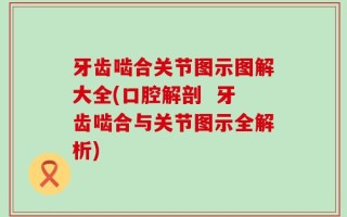 牙齿啮合关节图示图解大全(口腔解剖  牙齿啮合与关节图示全解析)