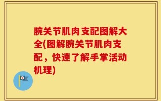腕关节肌肉支配图解大全(图解腕关节肌肉支配，快速了解手掌活动机理)