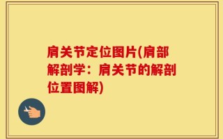 肩关节定位图片(肩部解剖学：肩关节的解剖位置图解)