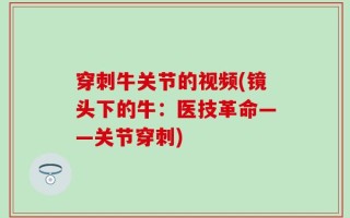 穿刺牛关节的视频(镜头下的牛：医技革命——关节穿刺)
