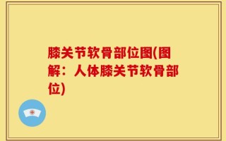 膝关节软骨部位图(图解：人体膝关节软骨部位)
