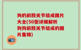 狗的前肢关节组成图片大全(50张详细解析狗狗前肢关节组成的图片集锦)
