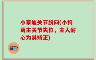 小泰迪关节脱臼(小狗萌主关节失位，主人耐心为其矫正)