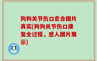 狗狗关节伤口愈合图片真实(狗狗关节伤口康复全过程，感人图片展示)
