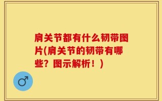 肩关节都有什么韧带图片(肩关节的韧带有哪些？图示解析！)