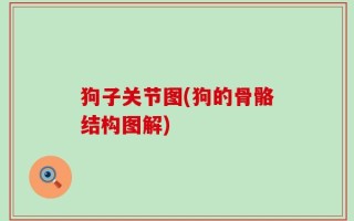 狗子关节图(狗的骨骼结构图解)