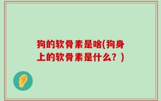 狗的软骨素是啥(狗身上的软骨素是什么？)