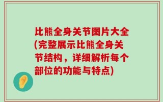 比熊全身关节图片大全(完整展示比熊全身关节结构，详细解析每个部位的功能与特点)