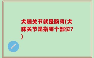 犬膝关节就是髌骨(犬膝关节是指哪个部位？)