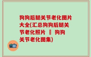 狗狗后腿关节老化图片大全(汇总狗狗后腿关节老化照片 – 狗狗关节老化图集)