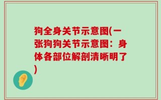 狗全身关节示意图(一张狗狗关节示意图：身体各部位解剖清晰明了)