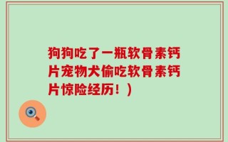 狗狗吃了一瓶软骨素钙片宠物犬偷吃软骨素钙片惊险经历！)