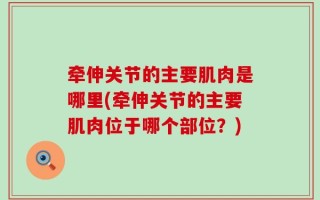 牵伸关节的主要肌肉是哪里(牵伸关节的主要肌肉位于哪个部位？)