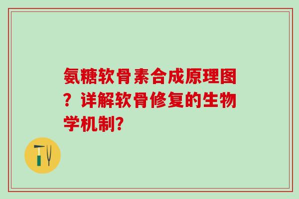 氨糖软骨素合成原理图?详解软骨修复的生物学机制?-第1张图片-氨糖科普网 氨糖软骨素合成原理图?详解软骨修复的生物学机制?-第1张图片-氨糖科普网