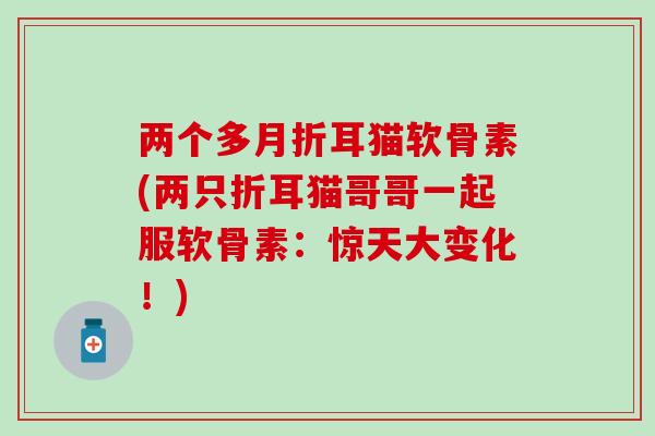 两个多月折耳猫软骨素(两只折耳猫哥哥一起服软骨素:惊天大变化!)-第1张图片-氨糖科普网 两个多月折耳猫软骨素(两只折耳猫哥哥一起服软骨素:惊天大变化!)-第1张图片-氨糖科普网
