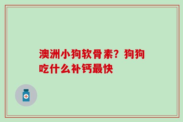 澳洲小狗软骨素？狗狗吃什么补钙最快-第1张图片-氨糖科普网