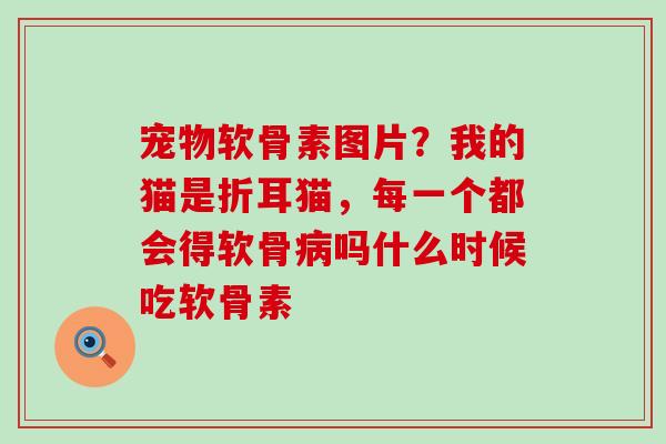 宠物软骨素图片?我的猫是折耳猫,每一个都会得软骨病吗什么时候吃软骨素-第1张图片-氨糖科普网 宠物软骨素图片?我的猫是折耳猫,每一个都会得软骨病吗什么时候吃软骨素-第1张图片-氨糖科普网
