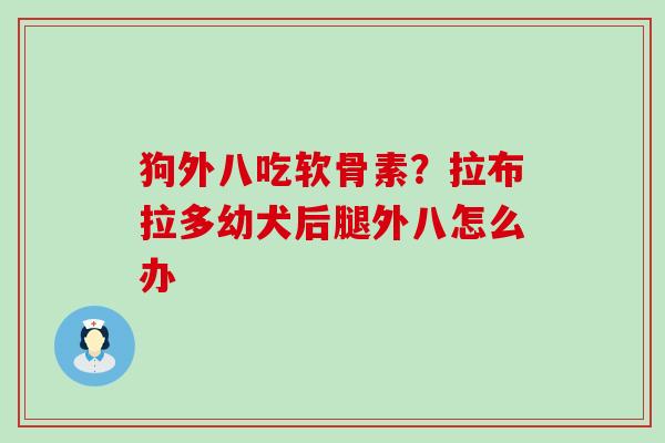 狗外八吃软骨素？拉布拉多幼犬后腿外八怎么办-第1张图片-氨糖科普网