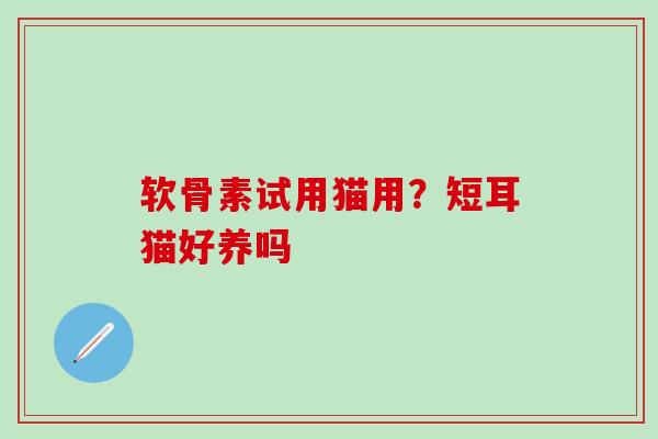 软骨素试用猫用?短耳猫好养吗-第1张图片-氨糖科普网 软骨素试用猫用?短耳猫好养吗-第1张图片-氨糖科普网