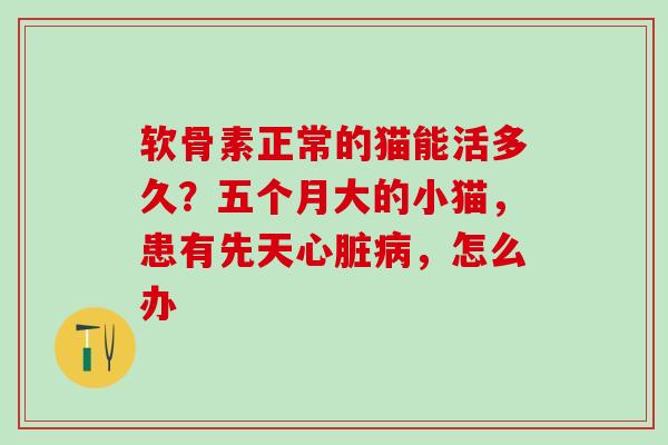 软骨素正常的猫能活多久?五个月大的小猫,患有先天心脏病,怎么办-第1张图片-氨糖科普网 软骨素正常的猫能活多久?五个月大的小猫,患有先天心脏病,怎么办-第1张图片-氨糖科普网