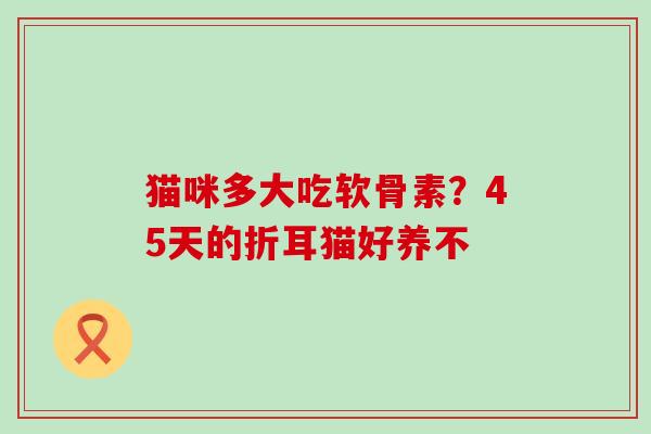 猫咪多大吃软骨素?45天的折耳猫好养不-第1张图片-氨糖科普网 猫咪多大吃软骨素?45天的折耳猫好养不-第1张图片-氨糖科普网