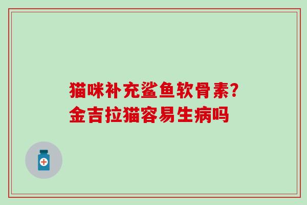猫咪补充鲨鱼软骨素?金吉拉猫容易生病吗-第1张图片-氨糖科普网 猫咪补充鲨鱼软骨素?金吉拉猫容易生病吗-第1张图片-氨糖科普网