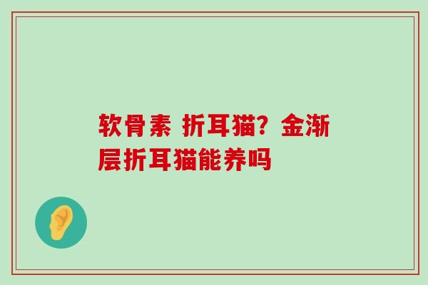 软骨素 折耳猫?金渐层折耳猫能养吗-第1张图片-氨糖科普网 软骨素 折耳猫?金渐层折耳猫能养吗-第1张图片-氨糖科普网