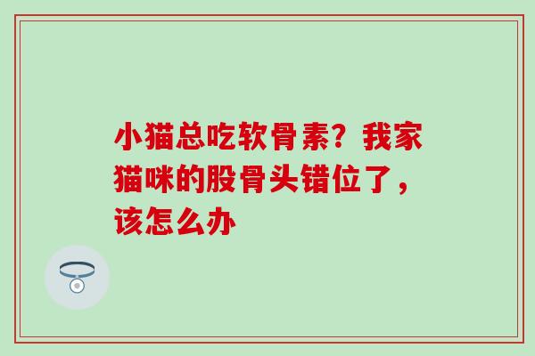 小猫总吃软骨素？我家猫咪的股骨头错位了，该怎么办-第1张图片-氨糖科普网