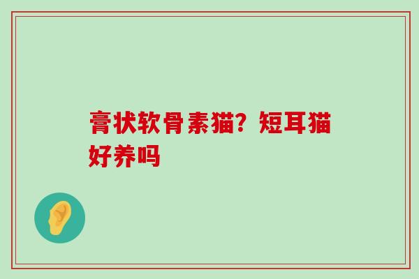 膏状软骨素猫?短耳猫好养吗-第1张图片-氨糖科普网 膏状软骨素猫?短耳猫好养吗-第1张图片-氨糖科普网