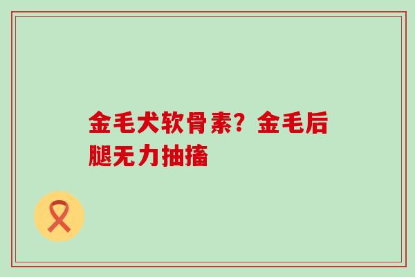 金毛犬软骨素？金毛后腿无力抽搐-第1张图片-氨糖科普网