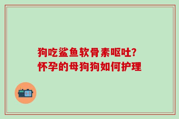 狗吃鲨鱼软骨素呕吐？怀孕的母狗狗如何护理-第1张图片-氨糖科普网