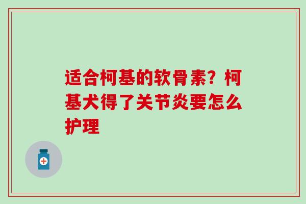 适合柯基的软骨素?柯基犬得了关节炎要怎么护理-第1张图片-氨糖科普网 适合柯基的软骨素?柯基犬得了关节炎要怎么护理-第1张图片-氨糖科普网