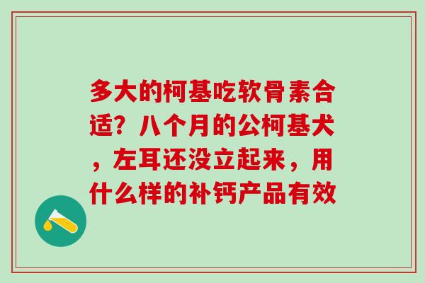 多大的柯基吃软骨素合适？八个月的公柯基犬，左耳还没立起来，用什么样的补钙产品有效-第1张图片-氨糖科普网