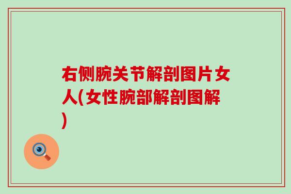 右侧腕关节解剖图片女人(女性腕部解剖图解)-第1张图片-氨糖科普网 右侧腕关节解剖图片女人(女性腕部解剖图解)-第1张图片-氨糖科普网