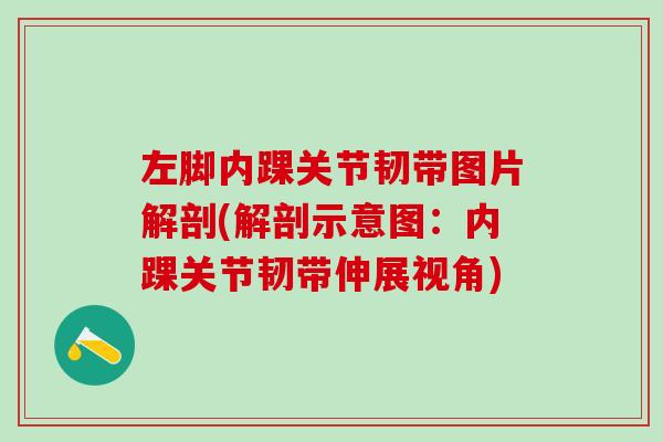 左脚内踝关节韧带图片解剖(解剖示意图:内踝关节韧带伸展视角)-第1张图片-氨糖科普网 左脚内踝关节韧带图片解剖(解剖示意图:内踝关节韧带伸展视角)-第1张图片-氨糖科普网