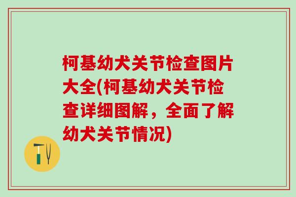 柯基幼犬关节检查图片大全(柯基幼犬关节检查详细图解,全面了解幼犬关节情况)-第1张图片-氨糖科普网 柯基幼犬关节检查图片大全(柯基幼犬关节检查详细图解,全面了解幼犬关节情况)-第1张图片-氨糖科普网