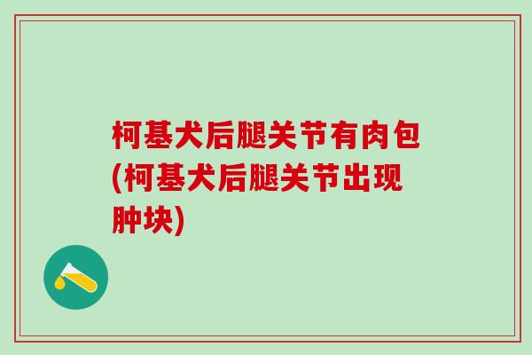 柯基犬后腿关节有肉包(柯基犬后腿关节出现肿块)-第1张图片-氨糖科普网 柯基犬后腿关节有肉包(柯基犬后腿关节出现肿块)-第1张图片-氨糖科普网