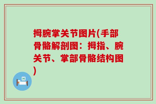 拇腕掌关节图片(手部骨骼解剖图:拇指、腕关节、掌部骨骼结构图)-第1张图片-氨糖科普网 拇腕掌关节图片(手部骨骼解剖图:拇指、腕关节、掌部骨骼结构图)-第1张图片-氨糖科普网