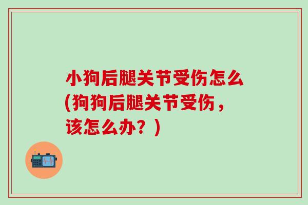小狗后腿关节受伤怎么(狗狗后腿关节受伤,该怎么办?)-第1张图片-氨糖科普网 小狗后腿关节受伤怎么(狗狗后腿关节受伤,该怎么办?)-第1张图片-氨糖科普网
