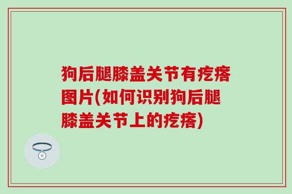 狗后腿膝盖关节有疙瘩图片(如何识别狗后腿膝盖关节上的疙瘩)-第1张图片-氨糖科普网 狗后腿膝盖关节有疙瘩图片(如何识别狗后腿膝盖关节上的疙瘩)-第1张图片-氨糖科普网
