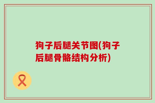 狗子后腿关节图(狗子后腿骨骼结构分析)-第1张图片-氨糖科普网 狗子后腿关节图(狗子后腿骨骼结构分析)-第1张图片-氨糖科普网