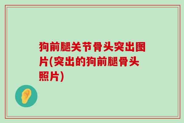 狗前腿关节骨头突出图片(突出的狗前腿骨头照片)-第1张图片-氨糖科普网