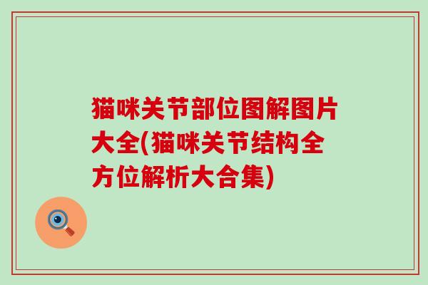 猫咪关节部位图解图片大全(猫咪关节结构全方位解析大合集)-第1张图片-氨糖科普网 猫咪关节部位图解图片大全(猫咪关节结构全方位解析大合集)-第1张图片-氨糖科普网